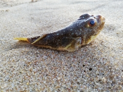 Amblyrhynchote honckenii