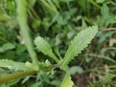 Leucanthemum vulgare