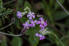 Silene psammitis