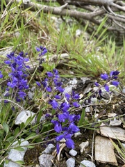 Polygala alpestris