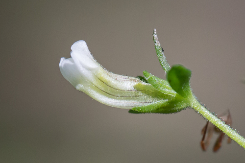 Clammy hedge hyssop (Gratiola neglecta)