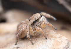 Habronattus altanus