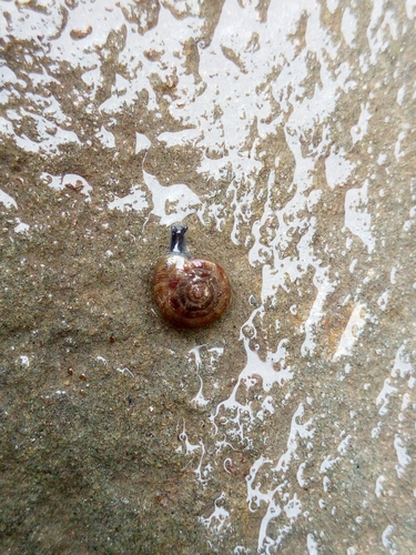 Šareni dugmetac (Gonyodiscus rotundatus)