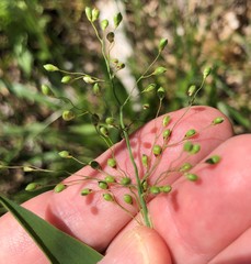 Dichanthelium sphaerocarpon