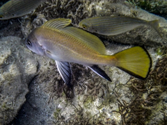 Sciaena umbra