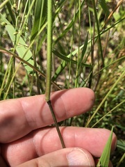 Dichanthelium sphaerocarpon