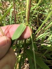 Dichanthelium sphaerocarpon