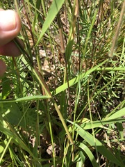 Dichanthelium sphaerocarpon