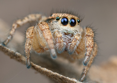 Habronattus altanus