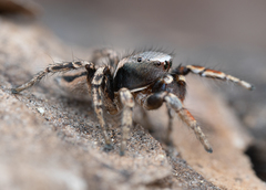 Habronattus altanus