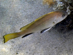 Sciaena umbra