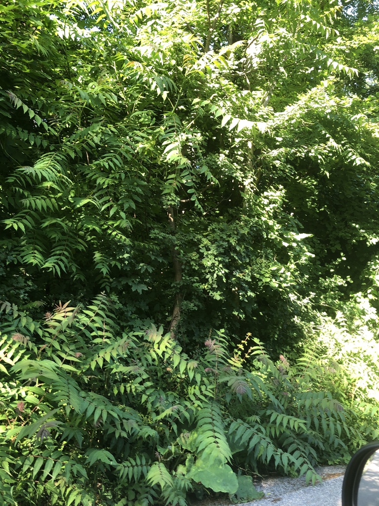 가죽나무 from Wien, AT-WI-WS, AT on 2020년 06월 22일 (월) at 05:00 오후 by alexcm · iNaturalist 가죽나무 (Ailanthus altissima)
