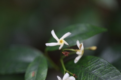 Trachelospermum lucidum