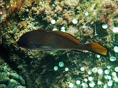 Sciaena umbra