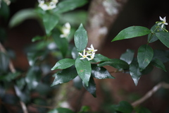Trachelospermum lucidum