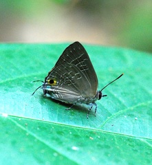 Deudorix epijarbas cinnabarus