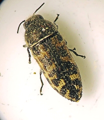 Acmaeodera immaculata