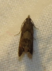 Dichrorampha acuminatana