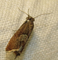 Dichrorampha acuminatana