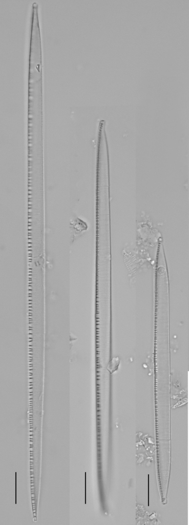 Nitzschia linearis (Encyclopedia of Diatoms Found in the USA ...