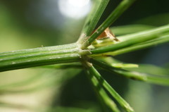 Equisetum × litorale