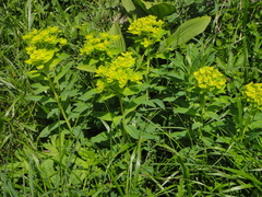 Euphorbia austriaca