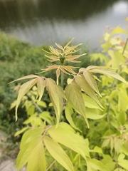 Acer negundo