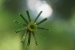 Equisetum × litorale