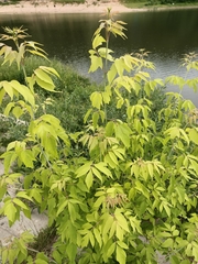 Acer negundo