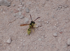 Pterocheilus