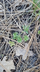 Lithophragma tenellum