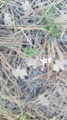 Lithophragma tenellum