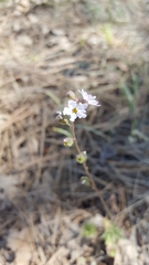 Lithophragma tenellum