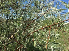 Elaeagnus angustifolia