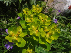 Euphorbia austriaca