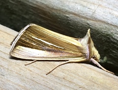 Plusia venusta