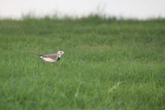 Motacilla alba