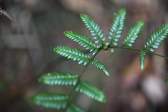 Diplopterygium laevissimum