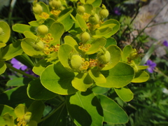 Euphorbia austriaca