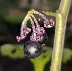 Solanum nigrum
