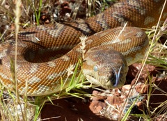 Centralian Carpet Python photo 2