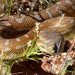 Centralian Carpet Python - Photo (c) http://www.comebirdwatching.blogspot.com/, some rights reserved (CC BY-SA)