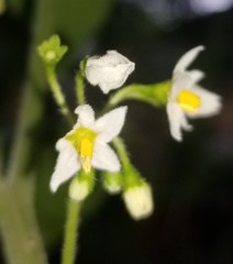 Solanum nigrum