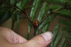 Diplopterygium laevissimum