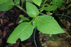 Solanum nigrum