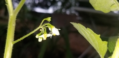 Solanum nigrum