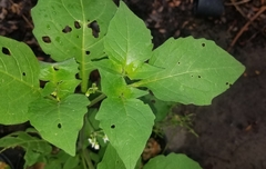 Solanum nigrum