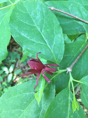 Calycanthus