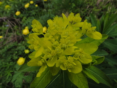 Euphorbia austriaca