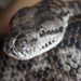 Inland Carpet Python - Photo (c) Scarlet23, some rights reserved (CC BY-SA)